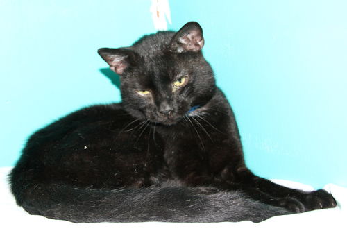 Midnight-Adopted