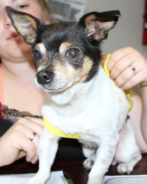 Chico-Adopted