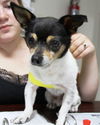 Chico-Adopted