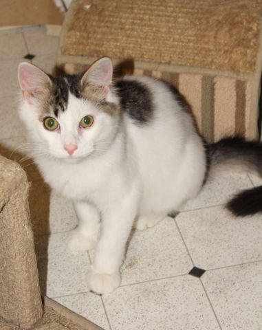 Moe-Adopted