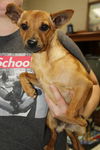 Cooper-Adopted