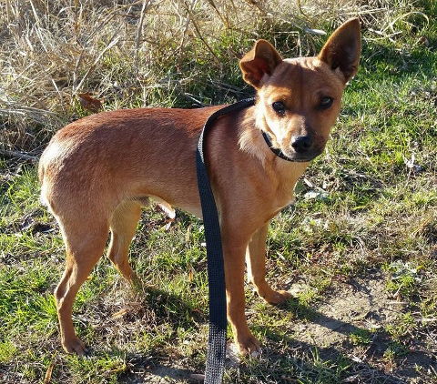 Cooper-Adopted