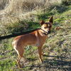 Cooper-Adopted