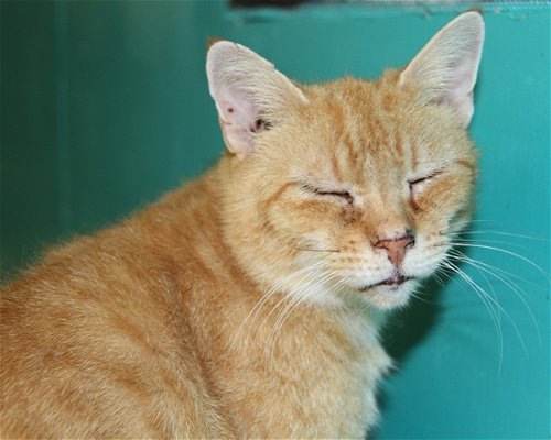 Garfield-Adopted