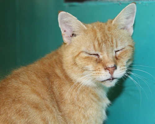 Garfield-Adopted