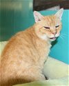 Garfield-Adopted