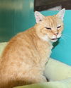 Garfield-Adopted