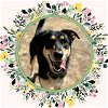 adoptable Dog in ojai, CA named OPHELIA