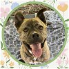 adoptable Dog in ojai, CA named CHUCKY