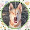 adoptable Dog in ojai, CA named NEBULA