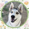 adoptable Dog in ojai, CA named AURORA