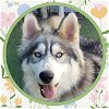 adoptable Dog in ojai, CA named BANH MI
