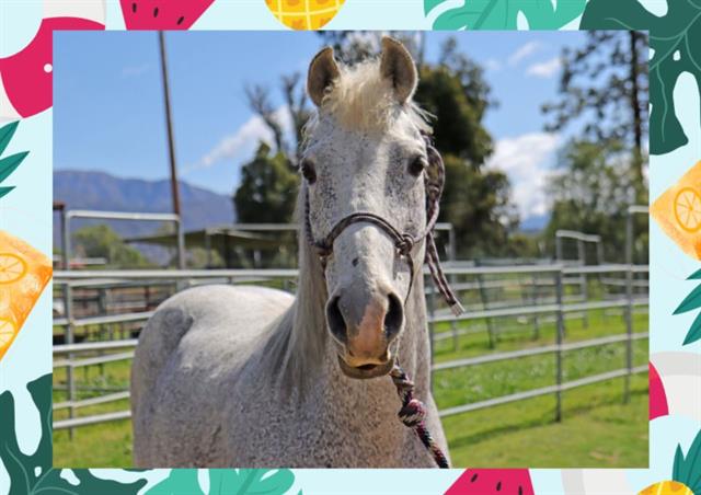 adoptable Horse in Ojai, CA named TUNDRA