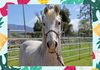 adoptable Horse in ojai, CA named TUNDRA