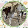 adoptable Horse in ojai, CA named TUNDRA
