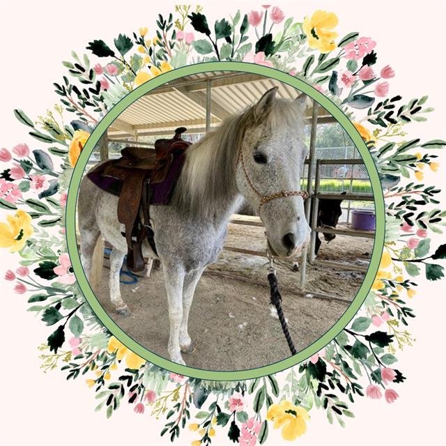 adoptable Horse in Ojai, CA named TUNDRA