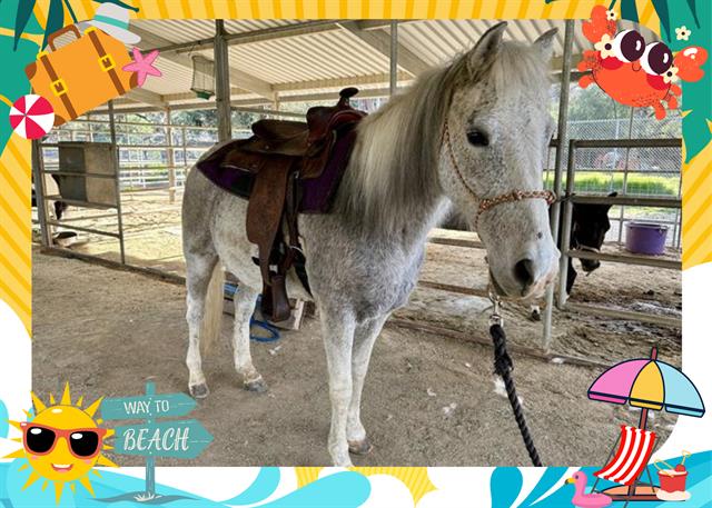 adoptable Horse in Ojai, CA named TUNDRA