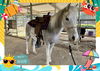 adoptable Horse in  named TUNDRA