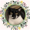 adoptable Cat in ojai, CA named PINO