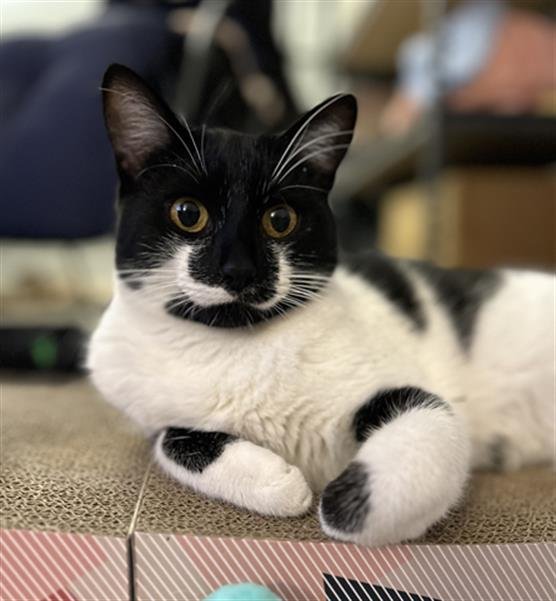 adoptable Cat in Ojai, CA named PINO
