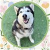 adoptable Dog in ojai, CA named EVEREST