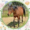 adoptable Horse in ojai, CA named ARIANA