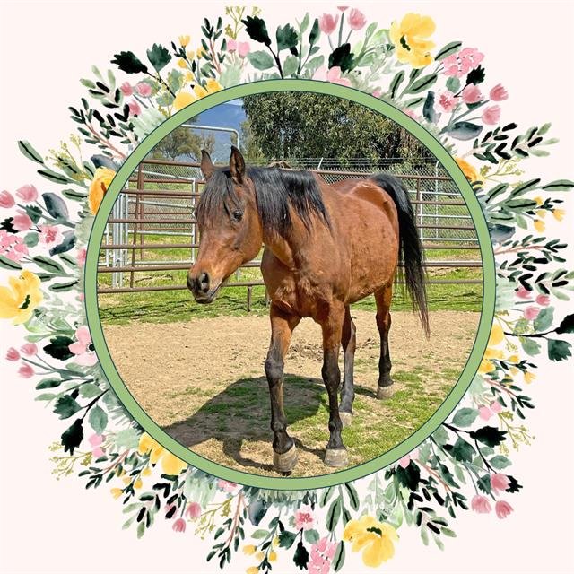 adoptable Horse in Ojai, CA named ARIANA