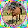 adoptable Horse in  named ARIANA
