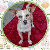 adoptable Dog in ojai, CA named CANDY