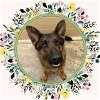 adoptable Dog in ojai, CA named LUNA
