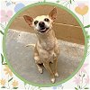 adoptable Dog in ojai, CA named ODIE
