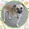 adoptable Dog in ojai, CA named ZIGGY