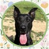 adoptable Dog in ojai, CA named LETTY