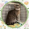 adoptable Cat in ojai, CA named CAROL
