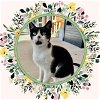 adoptable Cat in ojai, CA named LIZZIE