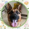 adoptable Dog in ojai, CA named ENZO