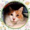adoptable Cat in ojai, CA named DOZER