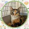 adoptable Cat in ojai, CA named TIN LIZZIE