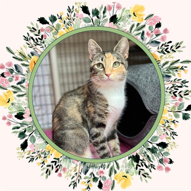 adoptable Cat in Ojai, CA named TIN LIZZIE
