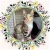 adoptable Cat in ojai, CA named TIN LIZZIE