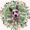 adoptable Dog in ojai, CA named NUGGET