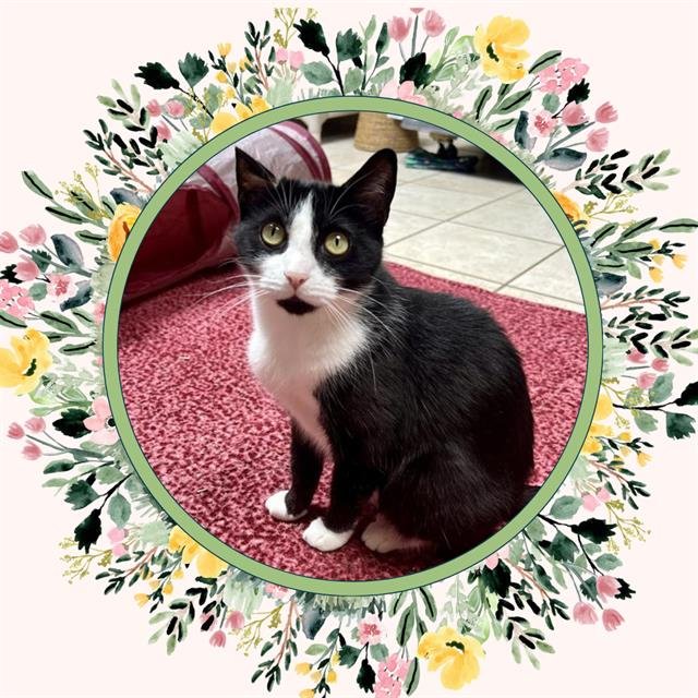adoptable Cat in Ojai, CA named MIA HAMM