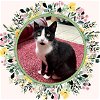 adoptable Cat in ojai, CA named MIA HAMM
