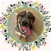 adoptable Dog in ojai, CA named SERENA