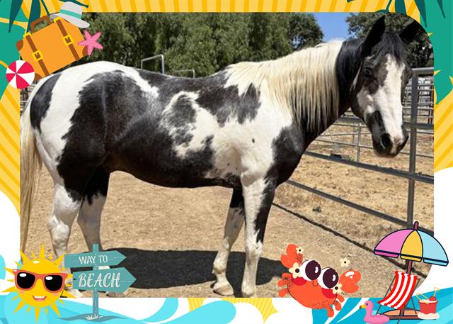 adoptable Horse in Ojai, CA named THIRTEEN