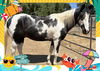 adoptable Horse in  named THIRTEEN