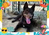 adoptable Dog in Ojai, CA named CHARLIE BROWN