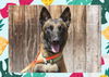 adoptable Dog in ojai, CA named JUNIOR