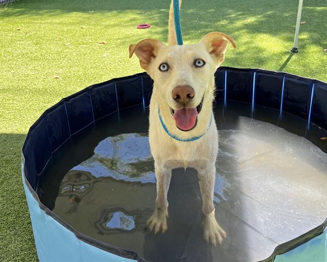 adoptable Dog in Ojai, CA named ANNA