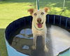 adoptable Dog in Ojai, CA named ANNA